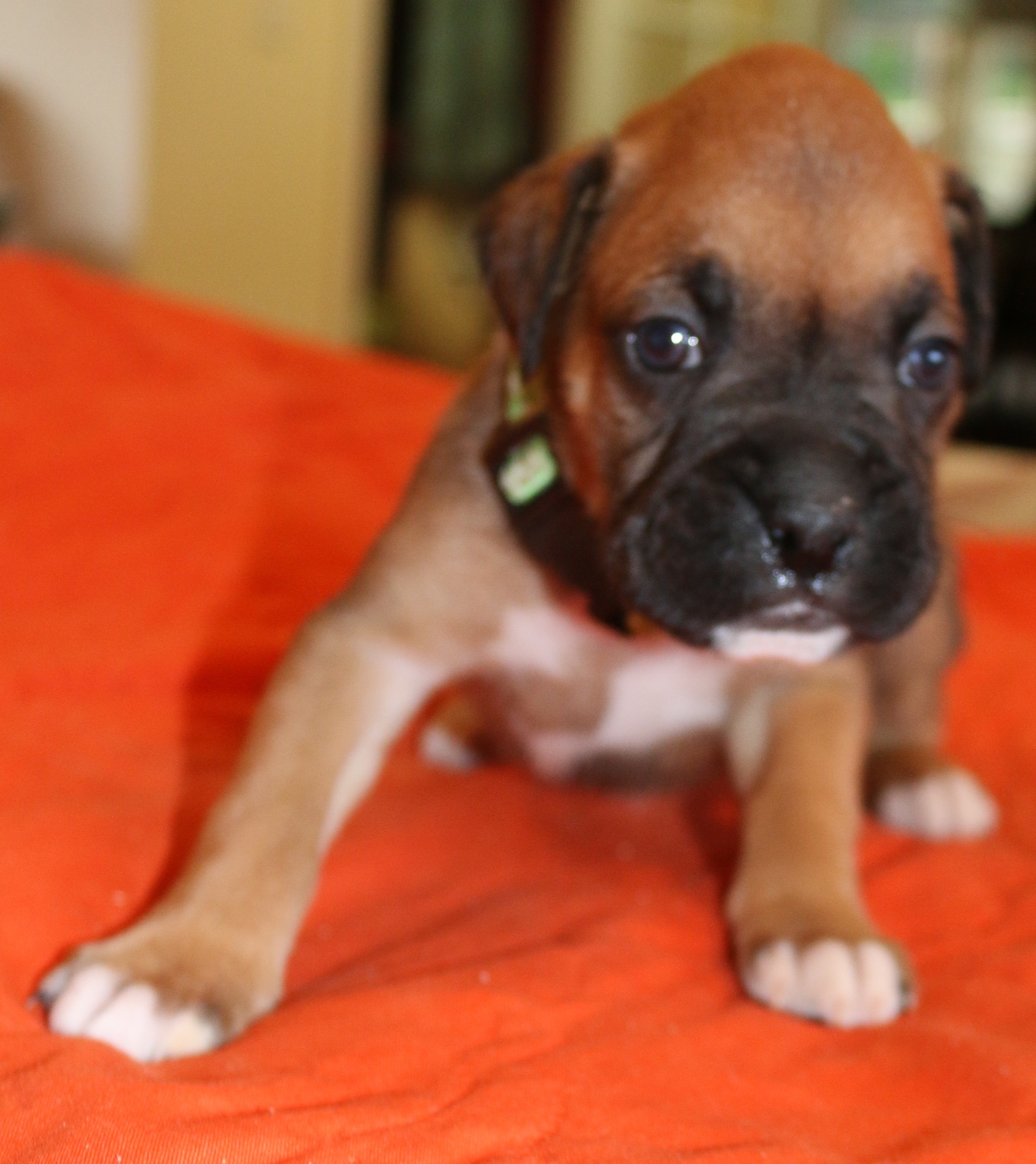 Boxer Puppy Page Draufganger Kennels