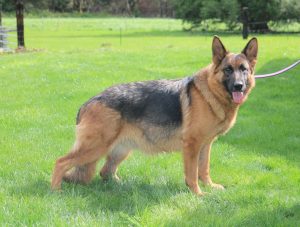 kennel goldberg german shepherd dogs